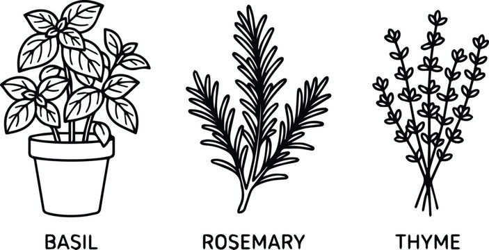Fresh culinary herbs vector icon set, hand-drawn basil plant in pot, aromatic rosemary sprig, and bundled thyme, perfect for food packaging and recipe designs.