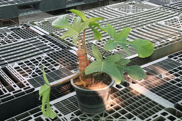 Philodendron squamiferum, Squamiferum plant on farm © CMYK MAKER
