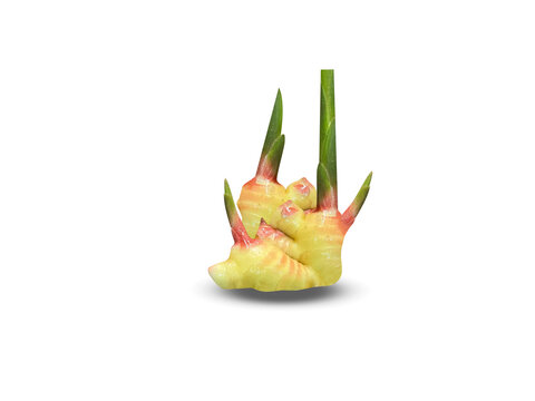 Curcuma amada or mango ginger root isolated on a white background