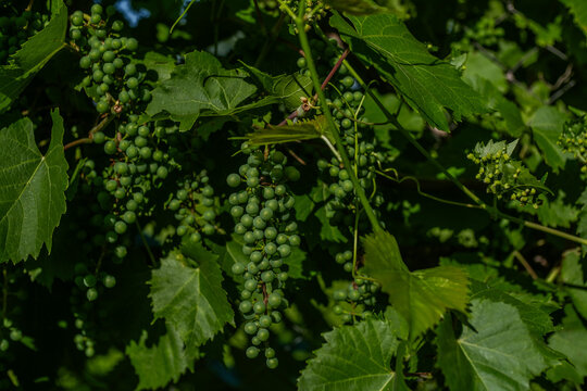 The Early Summer Growth Stage of the Grapevine Vitis Vinifera