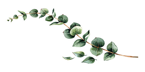 Watercolor green eucalyptus branch with round leaves for wedding invitation and botanical design © vintage style