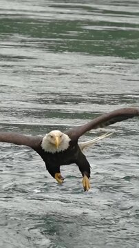 Bald eagle swooping down low over the turbulent river water surface with wings fully extended in a powerful hunting motion during this dynamic wildlife video clip capturing the intense focus and majes