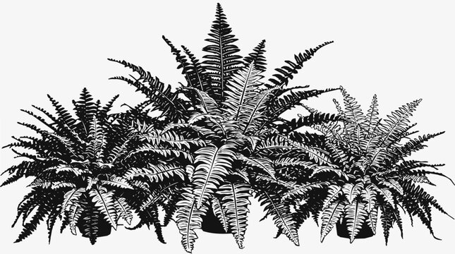 miniature succulent arrangements (189)_vector