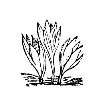 Colchicum autumnale (autumn crocus) emerging from the ground with broad leaves and flowers, old vintage illustration, 1897.