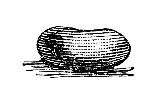 Rounded silkworm cocoon with parallel line texture, entomological engraving, old vintage illustration, 1897.