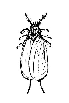 Cochineal insect (Dactylopius coccus) with prominent antennae, elongated body, and textured wing patterns, entomological engraving, old vintage illustration, 1897.