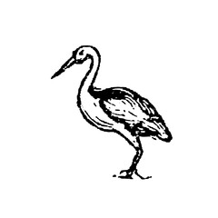 Naklejka premium Stork standing on one leg in elegant pose, old vintage illustration, 1897.