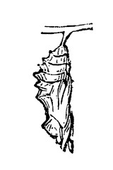 Fototapeta premium Chrysalis hanging from a twig with intricate surface patterns, old vintage illustration, 1897.