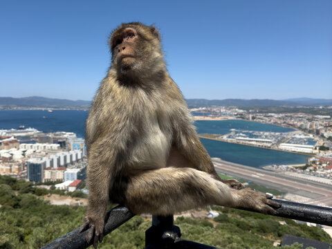 Berberaffe auf Gel&auml;nder vor der Bucht von Gibraltar