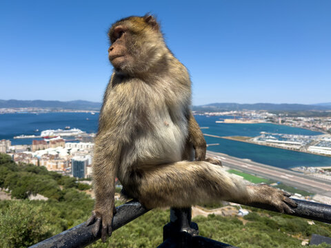 Berberaffe auf Gel&auml;nder vor der Bucht von Gibraltar