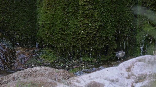 Chick of White throated dipper looking for food (Cinclus cinclus)