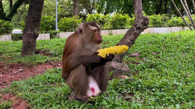 A pig-tailed macaque (Macaca leonina) eats a corn cob on the grass at Phuket City View Point Public Park in Phuket, Thailand.