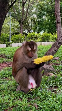 A pig-tailed macaque (Macaca leonina) eats a corn cob while sitting on the grass and looking around at Phuket City View Point Public Park in Phuket, Thailand.