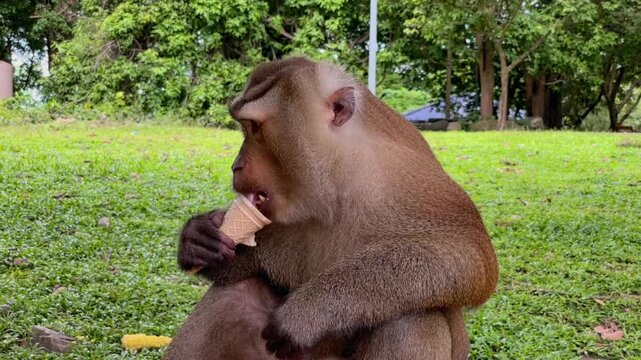 A pig-tailed macaque (Macaca leonina) eats an ice cream cone while sitting on a bench at Phuket City View Point Public Park in Phuket, Thailand.