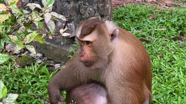 A pig-tailed macaque (Macaca leonina) sits on the grass and watches people from behind bushes at Phuket City View Point Public Park in Phuket, Thailand.