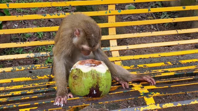 A pig-tailed macaque (Macaca leonina) sits on a bench and gnaws on a young coconut, peering inside and scraping out the flesh at Phuket City View Point Public Park in Phuket, Thailand.