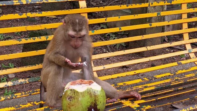 A young pig-tailed macaque (Macaca leonina) sits on a metal bench and eats fresh coconut flesh at Phuket City View Point Public Park in Phuket, Thailand.
