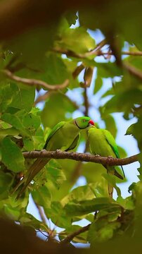 Rose ringed parakeets showing affectionate bonding behavior in this vibrant wildlife video footage featuring two bright green parrots perched on a rough wooden branch with soft blurred natural foliage