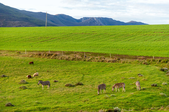 Zebra grazing on verdant farm land, Stanford, South Africa