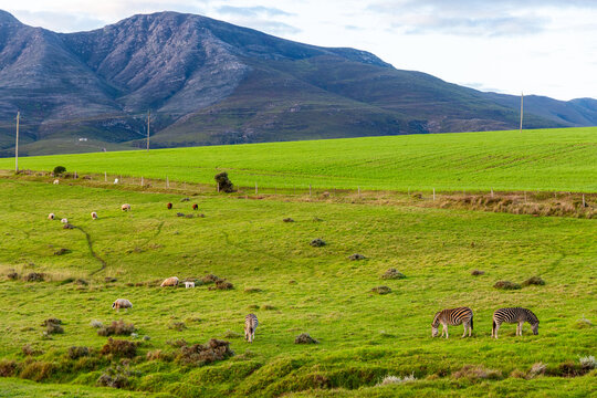 Zebra grazing on verdant farm land, Stanford, South Africa