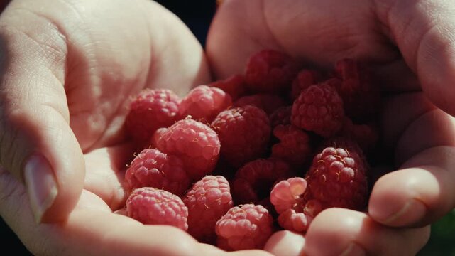 Hands cradle fresh, plump raspberries in warm sunlight. Finger tips gently touch fruit, showcasing natural texture. Sunlight glows softly on each berry's surface. Ecuador's countryside.