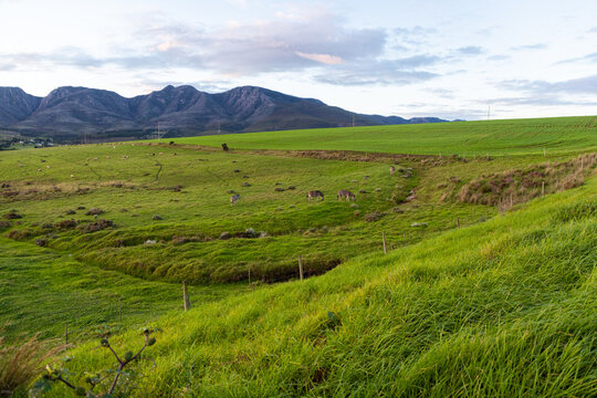 Zebra grazing on verdant farm land, Stanford, South Africa