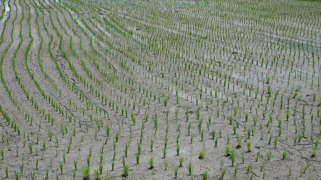 Rice seedlings after planting in paddy field. Rice seedling grows into a plant that yields raw rice when harvested.