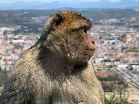Berberaffe auf Gel&auml;nder vor der Bucht von Gibraltar