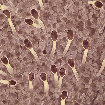 Microscopic View of Sperm Cells in Semen Sample.
