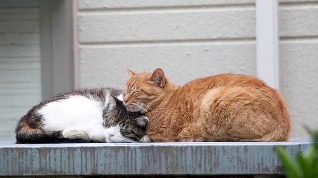 体をくっつけて眠る二匹の野良猫