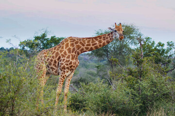 Obraz premium Adult giraffe eating shrub leaves in the African savanna at dawn