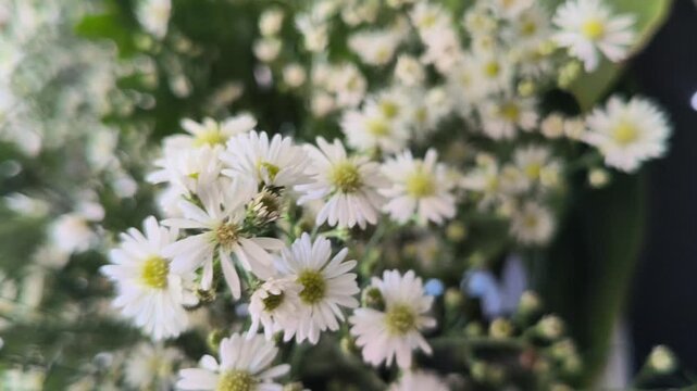 Beautiful white aster flowers blooming with delicate petals and bright yellow centers, showcasing their timeless elegance and natural charm in a peaceful garden setting