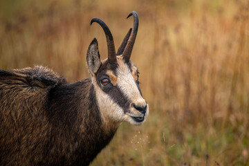 close up of a mountain goat © Lena