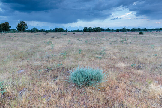 Landscape in the Sierra de la Culebra with meadow, oak trees and cloudy sky, Villardeciervos, Zamora, Spain.