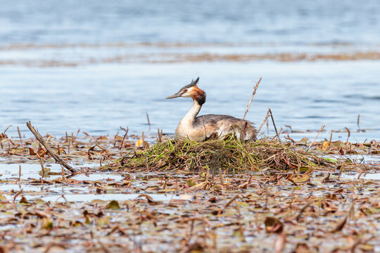 Great Crested Grebe incubating its eggs in its floating nest in a wetland. Podiceps cristatus.