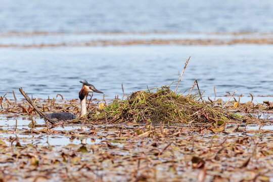 Podiceps cristatus. Great Crested Grebe swimming next to its floating nest in a wetland.