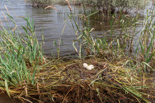 Podiceps cristatus. Nest with three white Great Crested Grebe eggs in a wetland.