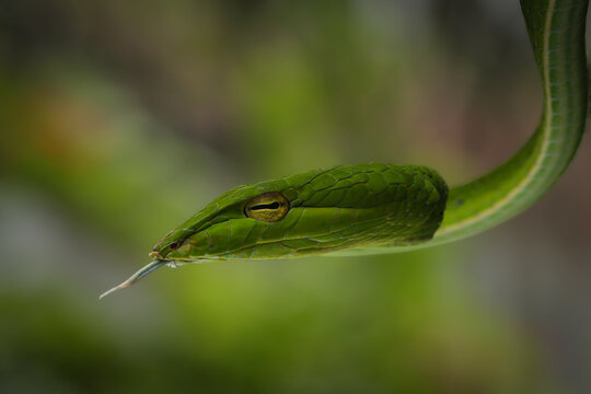 A vibrant green vine snake with a slender body, pointed snout, and excellent camouflage, perfectly adapted for life among trees, 30 June 2026 Indonesia