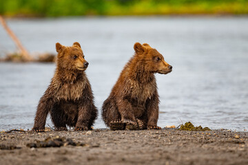 Ruling the landscape, brown bears of Kamchatka (Ursus arctos beringianus) © vaclav