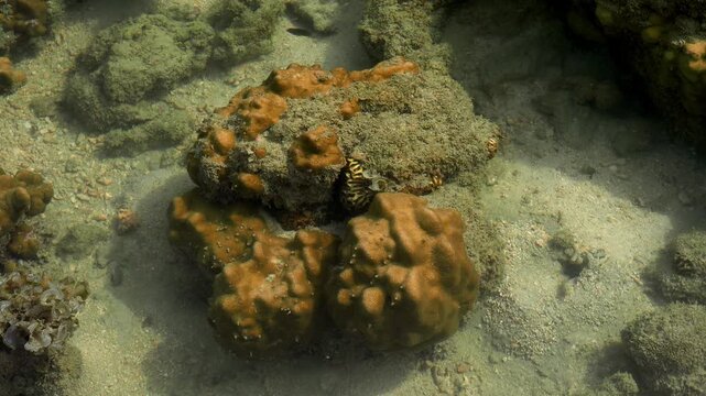 Tropical Tide Pool Reef With Mantis Shrimp Burrow and Small Fish