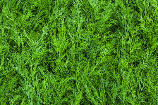 Background of heap fresh green dill. Closeup. Top down view.
