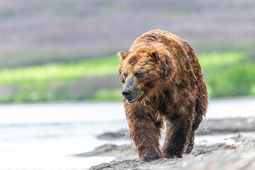 Ruling the landscape, brown bears of Kamchatka (Ursus arctos beringianus) © vaclav
