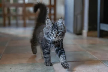 Cute fluffy tabby kitten walking across tiled floor at home with domestic adorable whiskers creature © vaclav