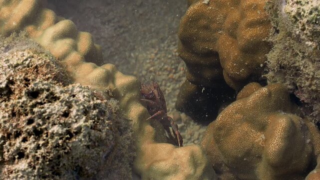 Marine Crustacean Exploring Coral Reef Crevice