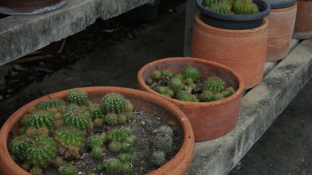 Collection of Terracotta Pots with Cacti Succulents on Weathered Concrete Steps Bamboo Palm Urban Garden Brick Wall Background