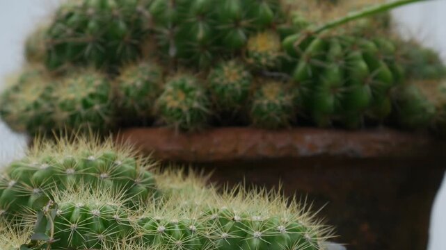 Multiple Potted Cacti Succulents Black Plastic Terracotta Pots Concrete Steps White Wall Urban Garden Background Botanical Lifestyle