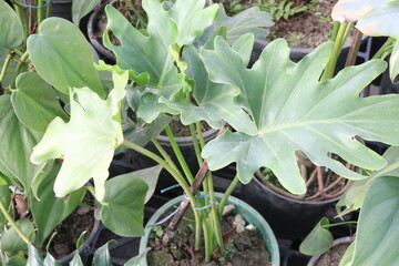 Tree philodendron, Philodendron bipinnatifidum plant © CMYK MAKER