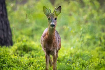 Fototapeten Rehe roe deer in the grass  © Lena
