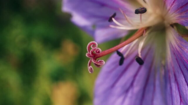 Geranium johnsonii Johnson's Blue flower in macro close up background stock footage