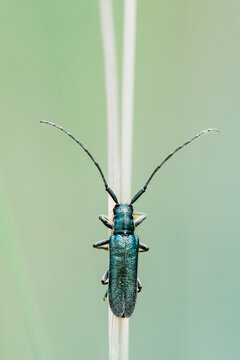 Insecte allong&eacute; sur fond vert, macro isol&eacute; minimaliste